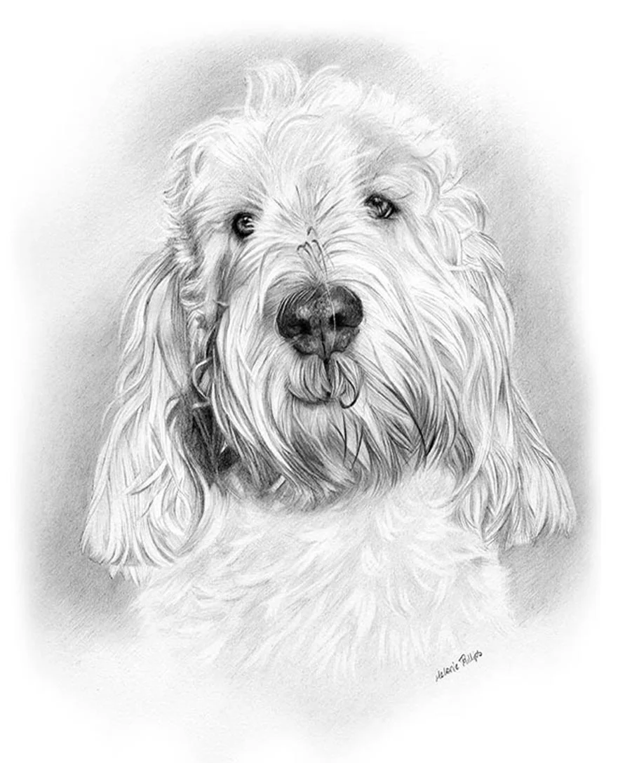 Pencil Portraits Reference Photos