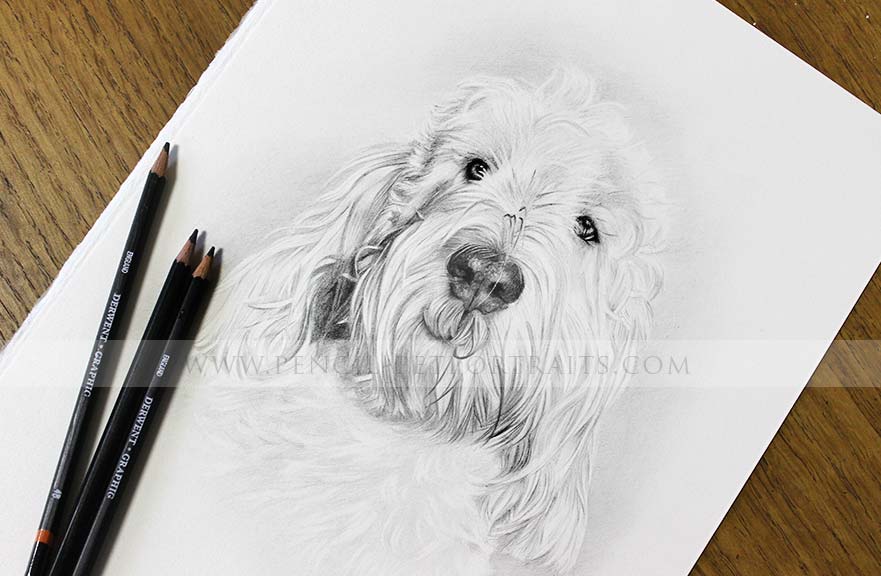 Grand Basset Griffon Vendeen pencil drawing