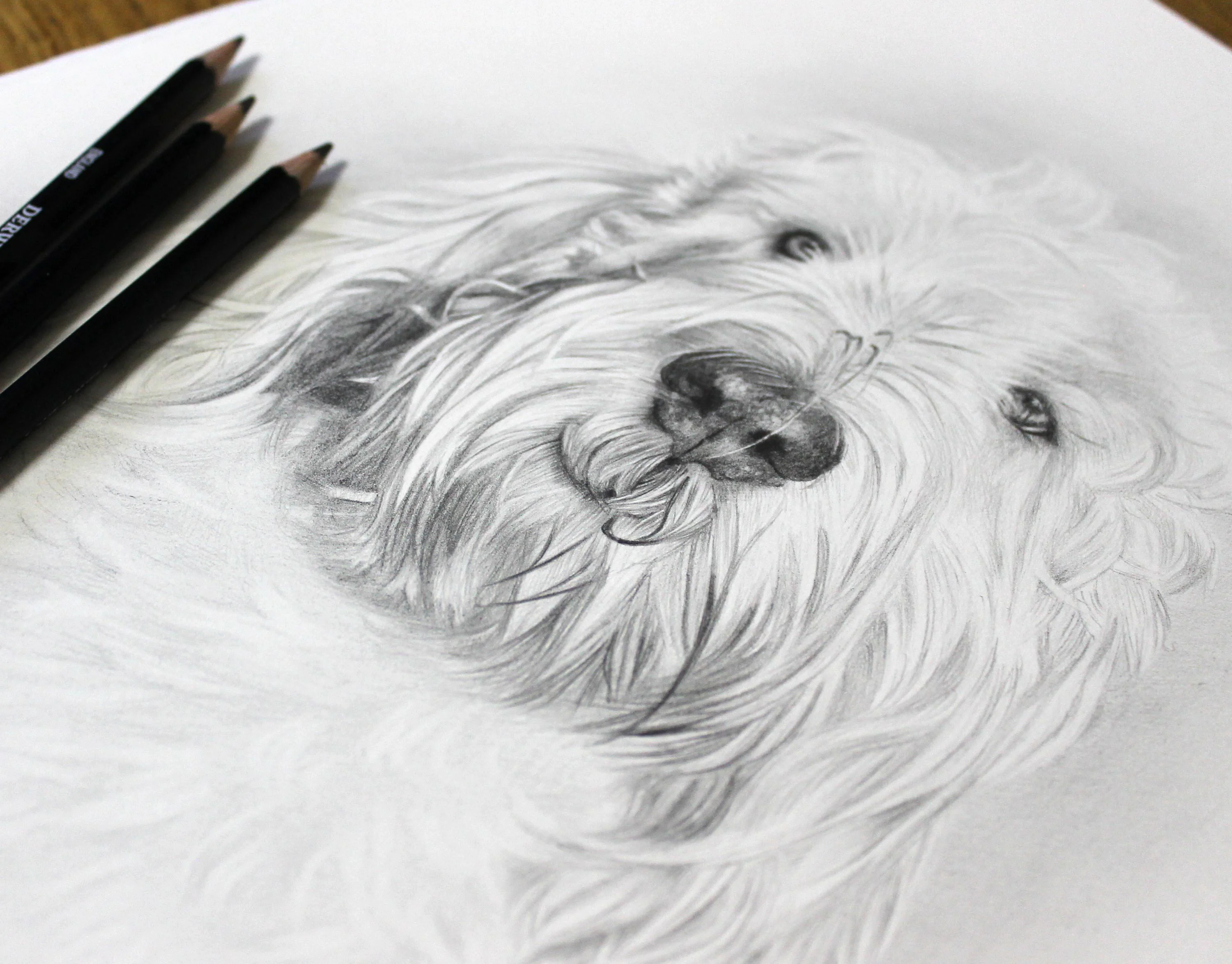 Grand Basset Griffon Vendeen pencil drawing