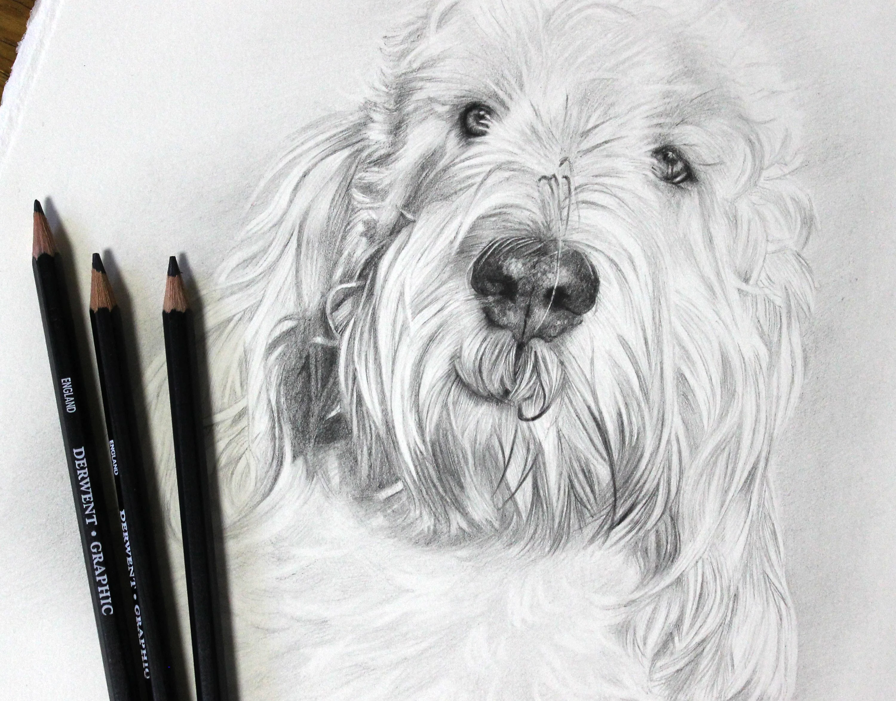 Grand Basset Griffon Vendeen pencil pet portrait