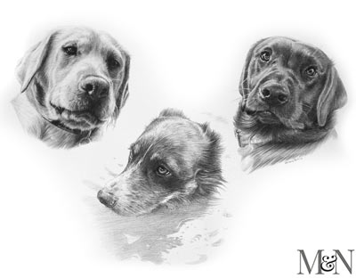 irish wolfhound pencil pet portraits