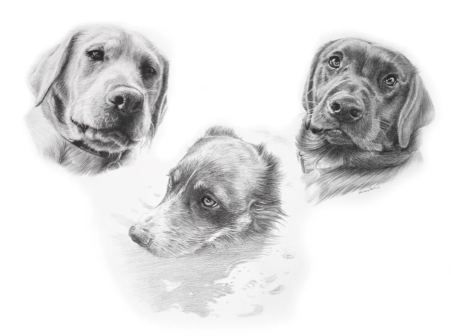 Dog Pencil Pet Portraits