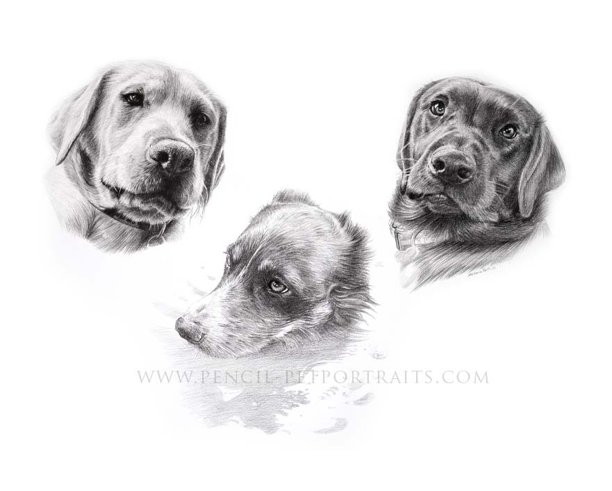 Dog Pencils Portrait