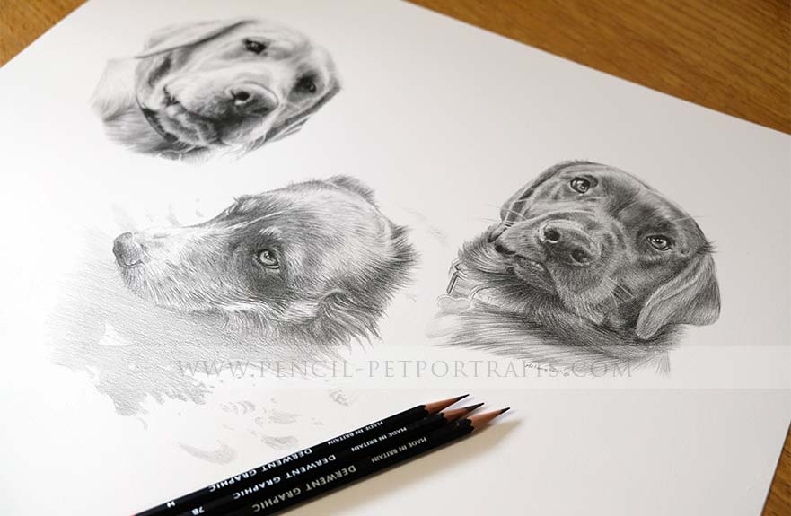 Dog Pencils Portrait