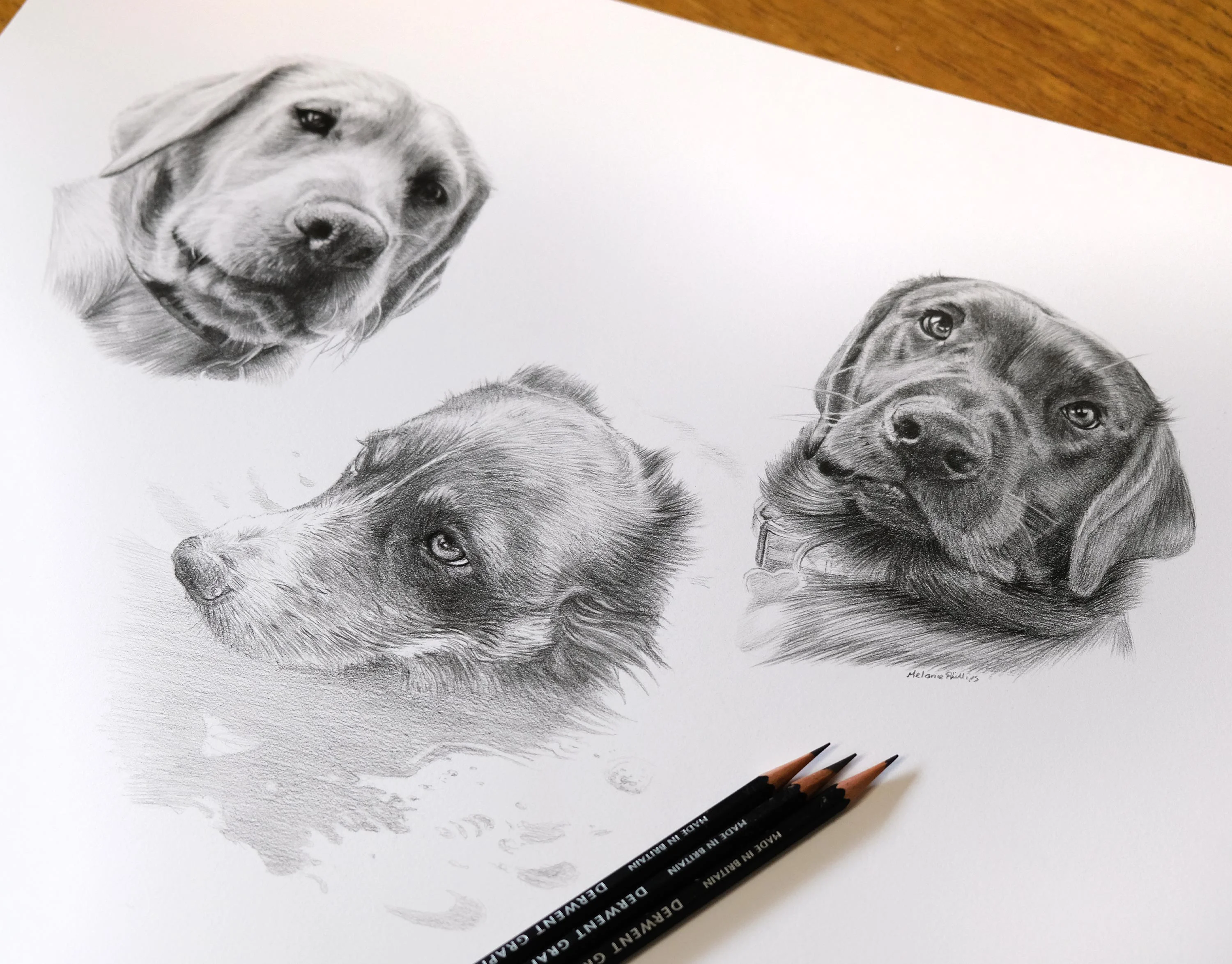 Dog Pencil Portrait