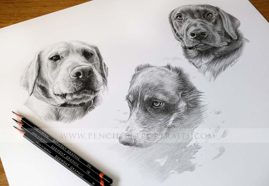 Dog Pencil Portrait