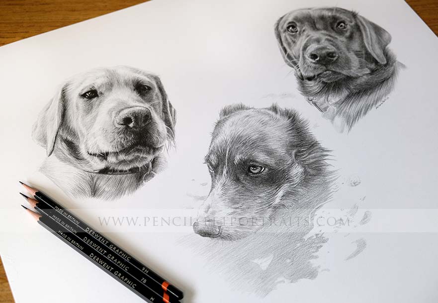 Dog Pencils Portrait