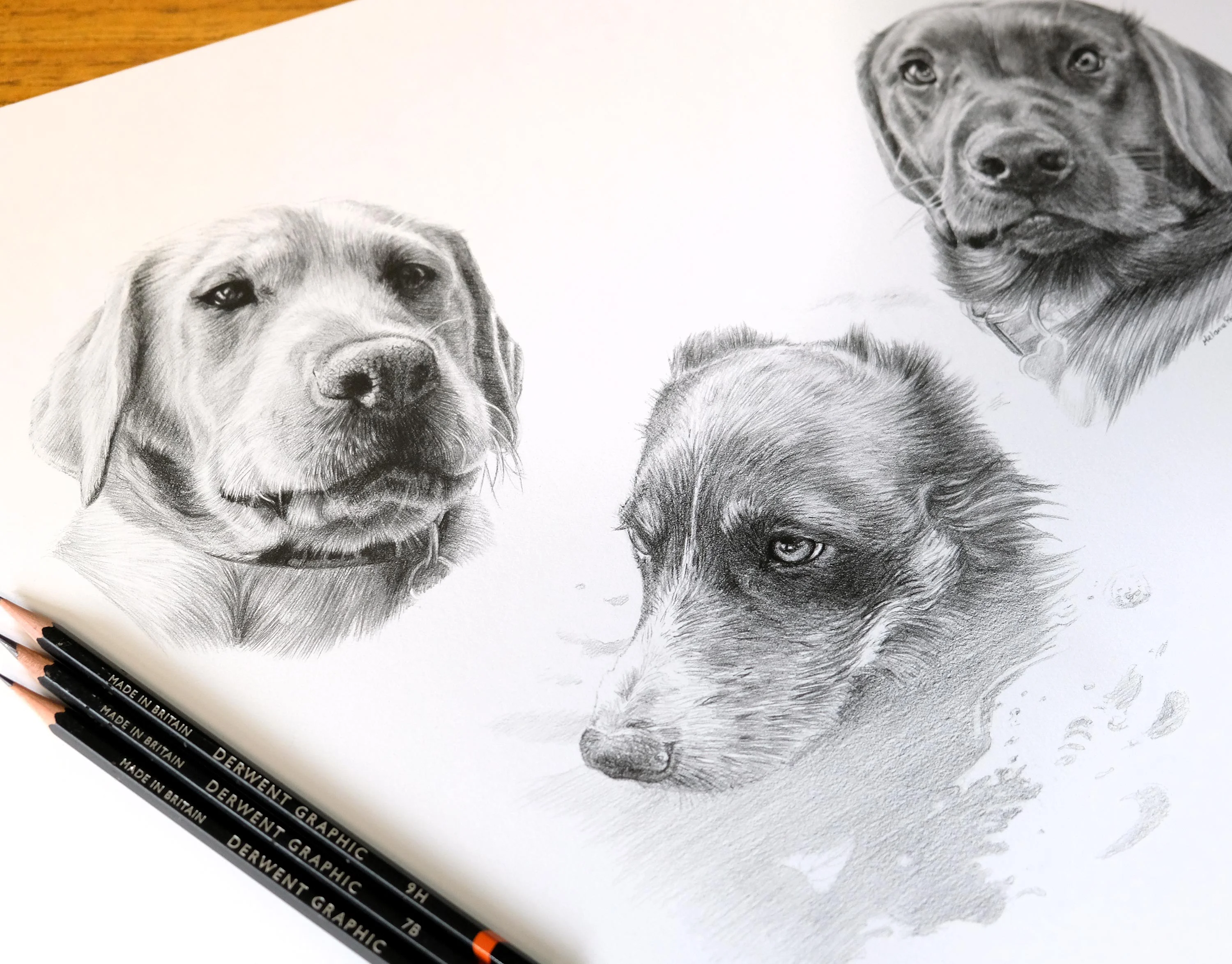Dog Pencil Portrait