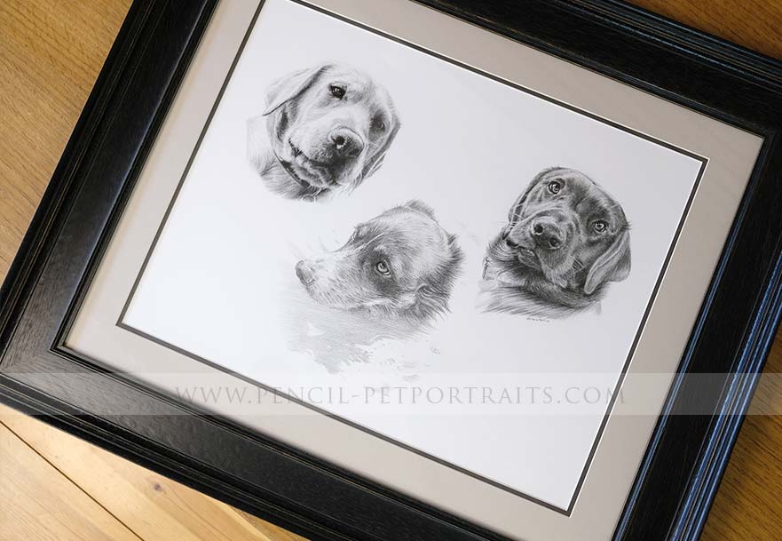 Dog Pencil Portrait