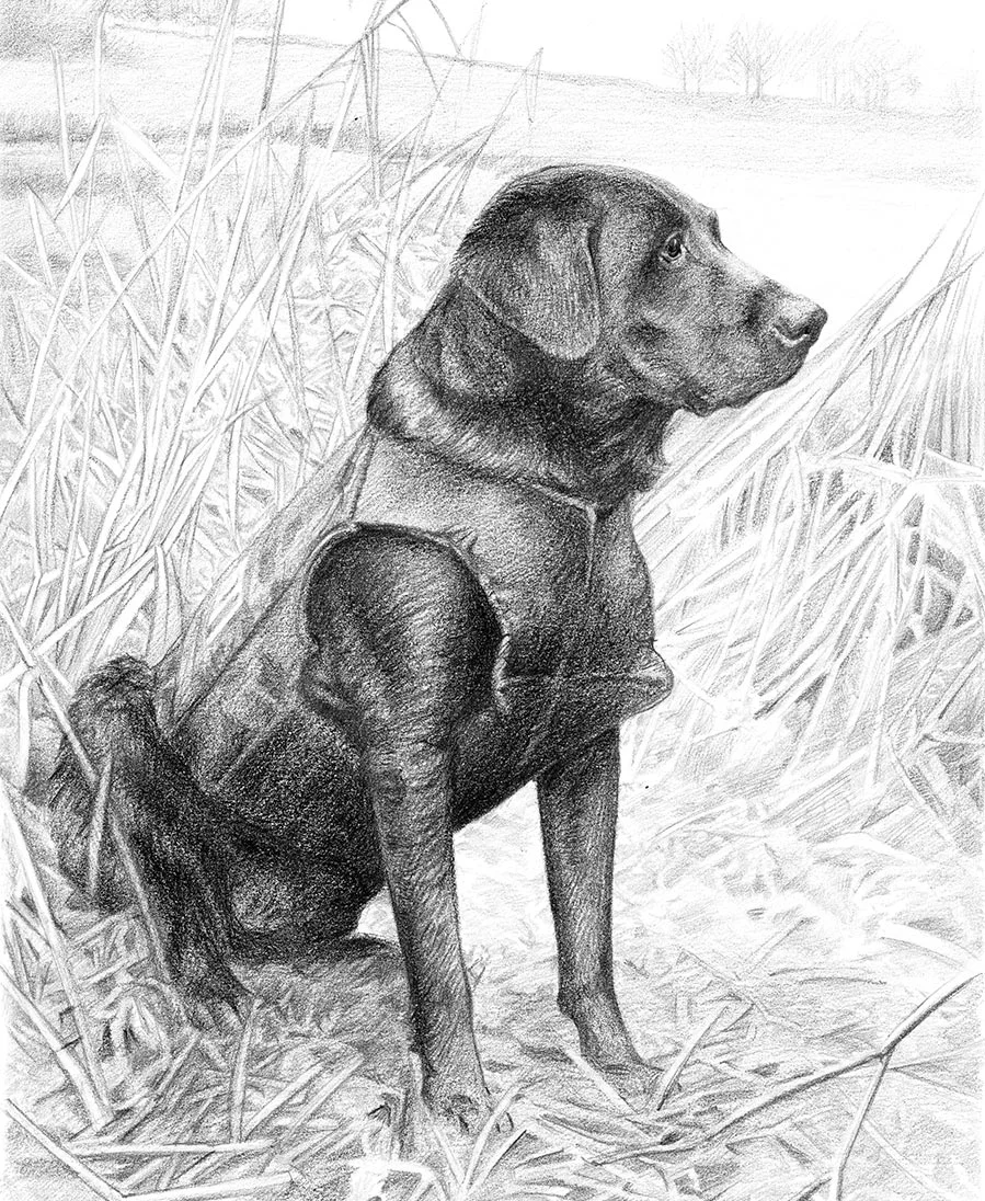 RetrieverPet Portraits