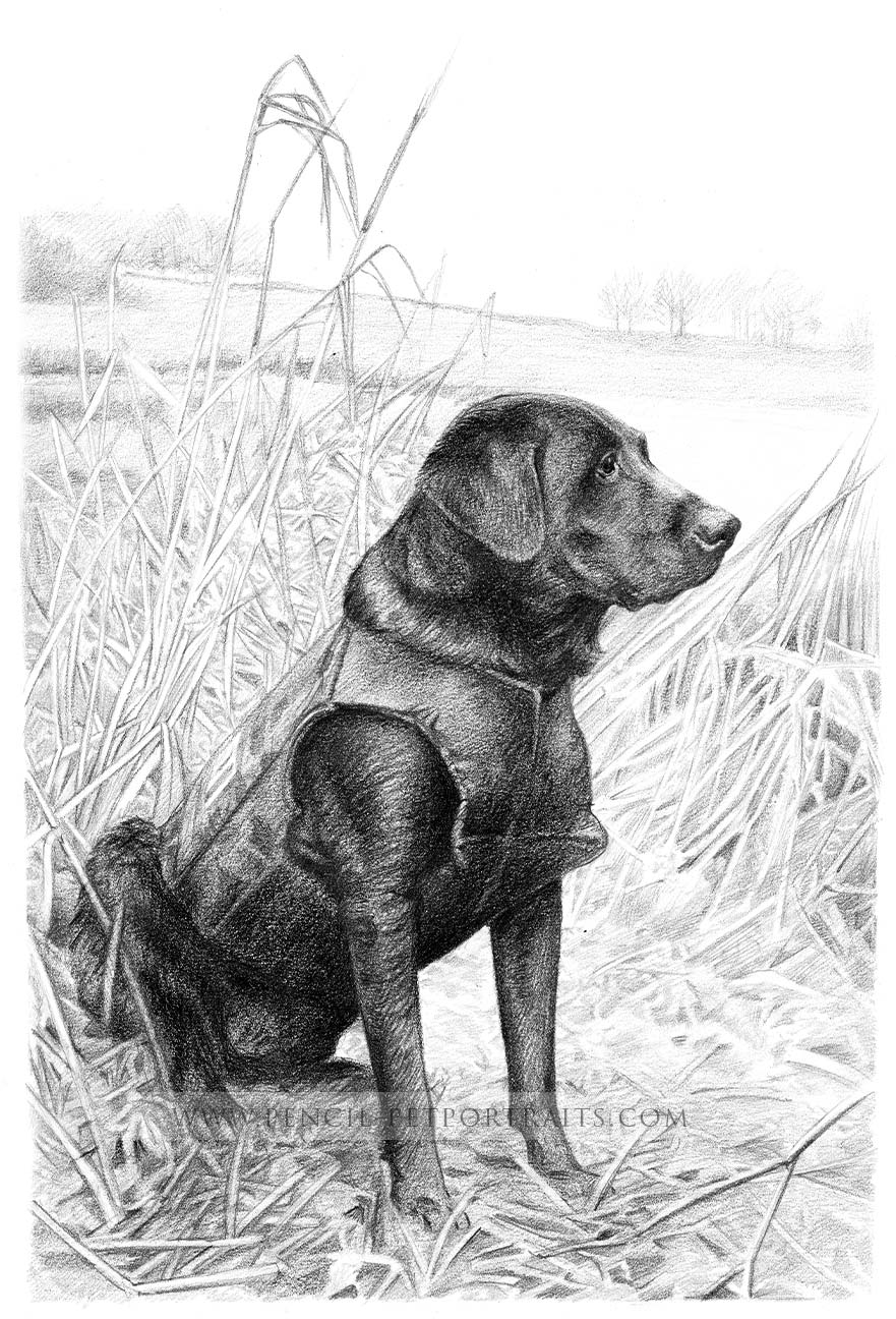 Gun Dog Retriever Pet Portraits