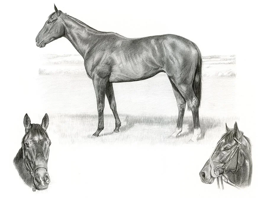 Horse Montage Pet Portraits