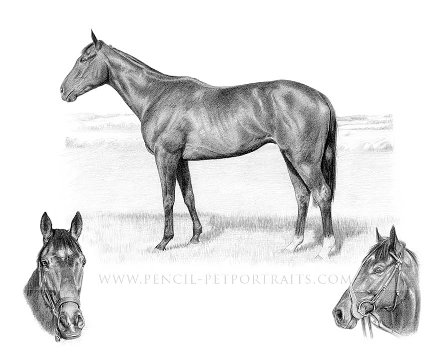 Racehorse Pet Portraits