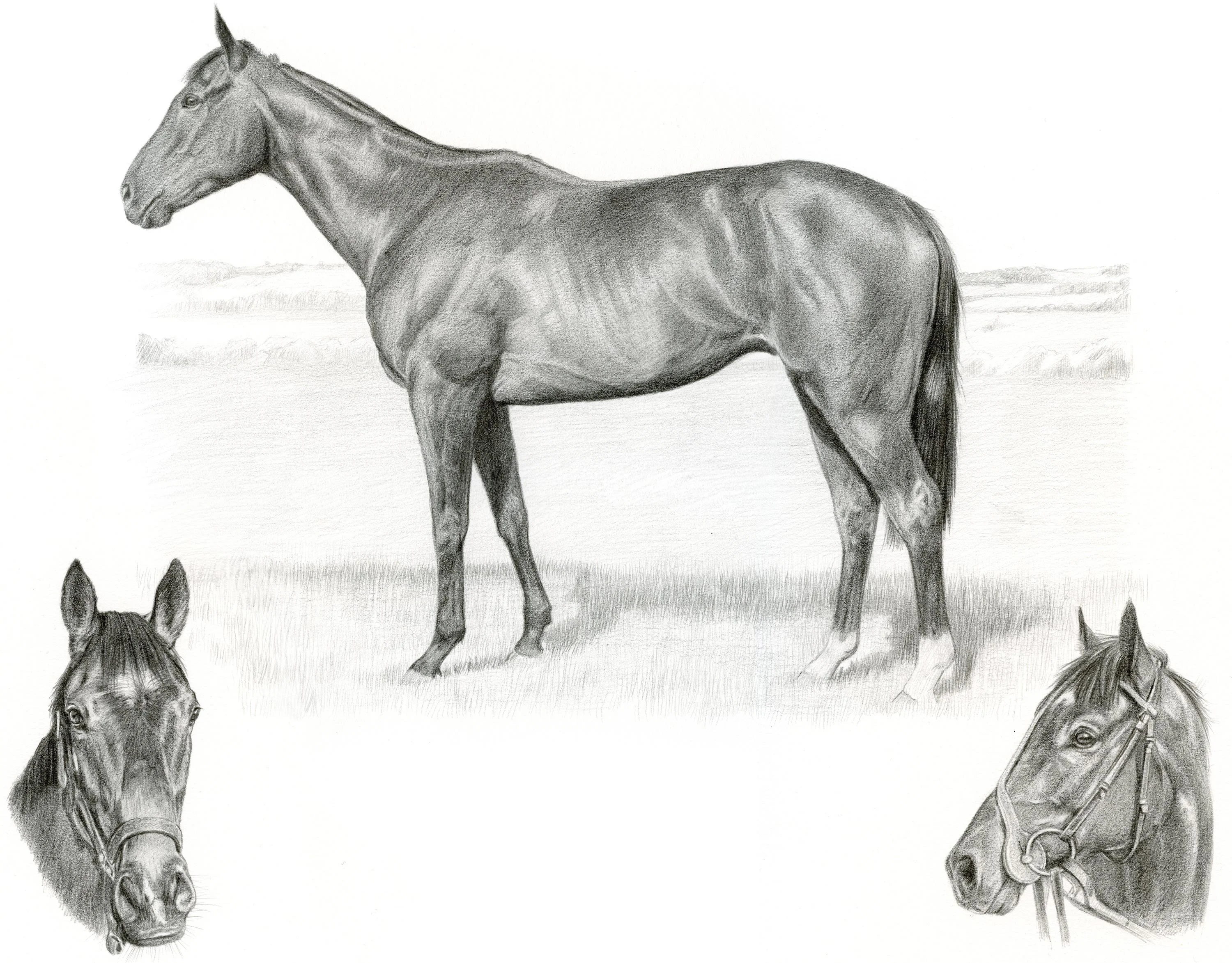 Horse Portrait Reference Photo