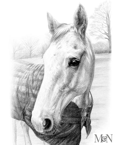 horse pencil pet portraits