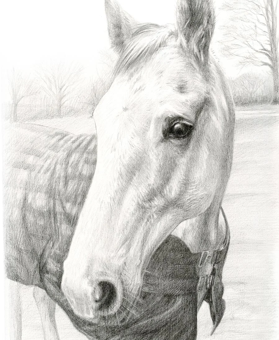 Horse Portrait