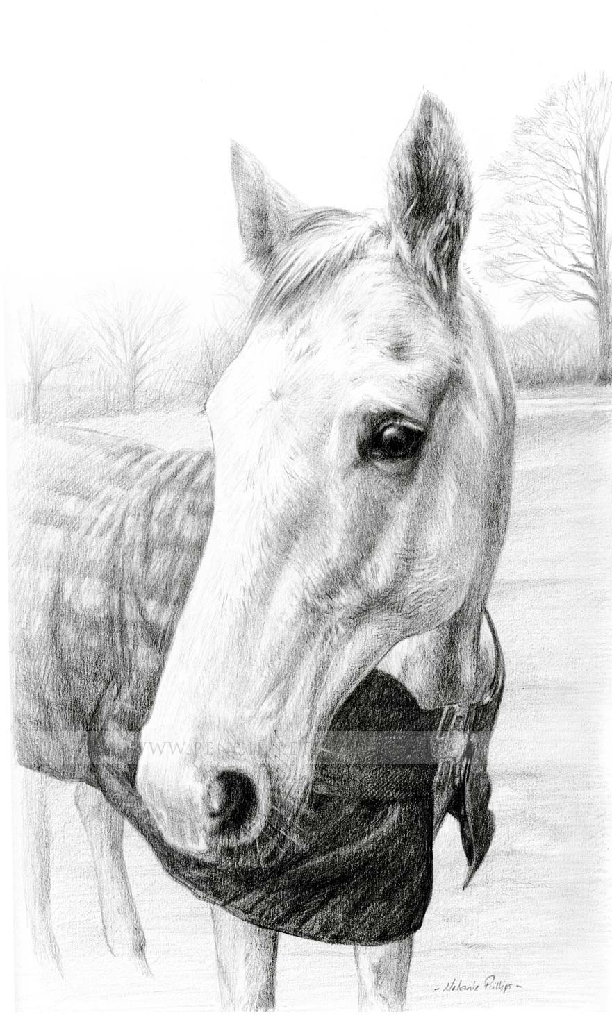 horse pencil portraits