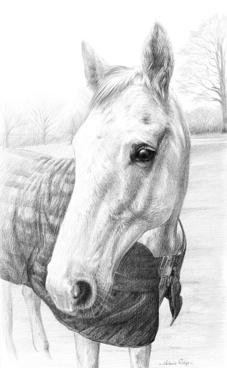 Horse Portrait Reference Photo