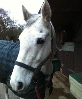 Horse Portrait Reference Photo