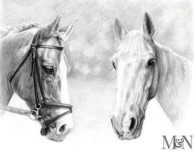 horse pencil pet portrait