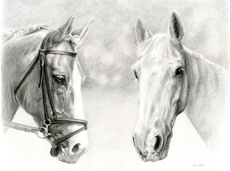 Horse Pencil Pet Portrait
