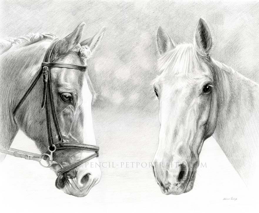 Horse Pencil Portrait