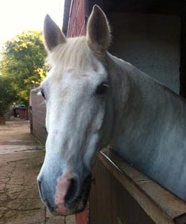 Horse Portrait Reference Photo