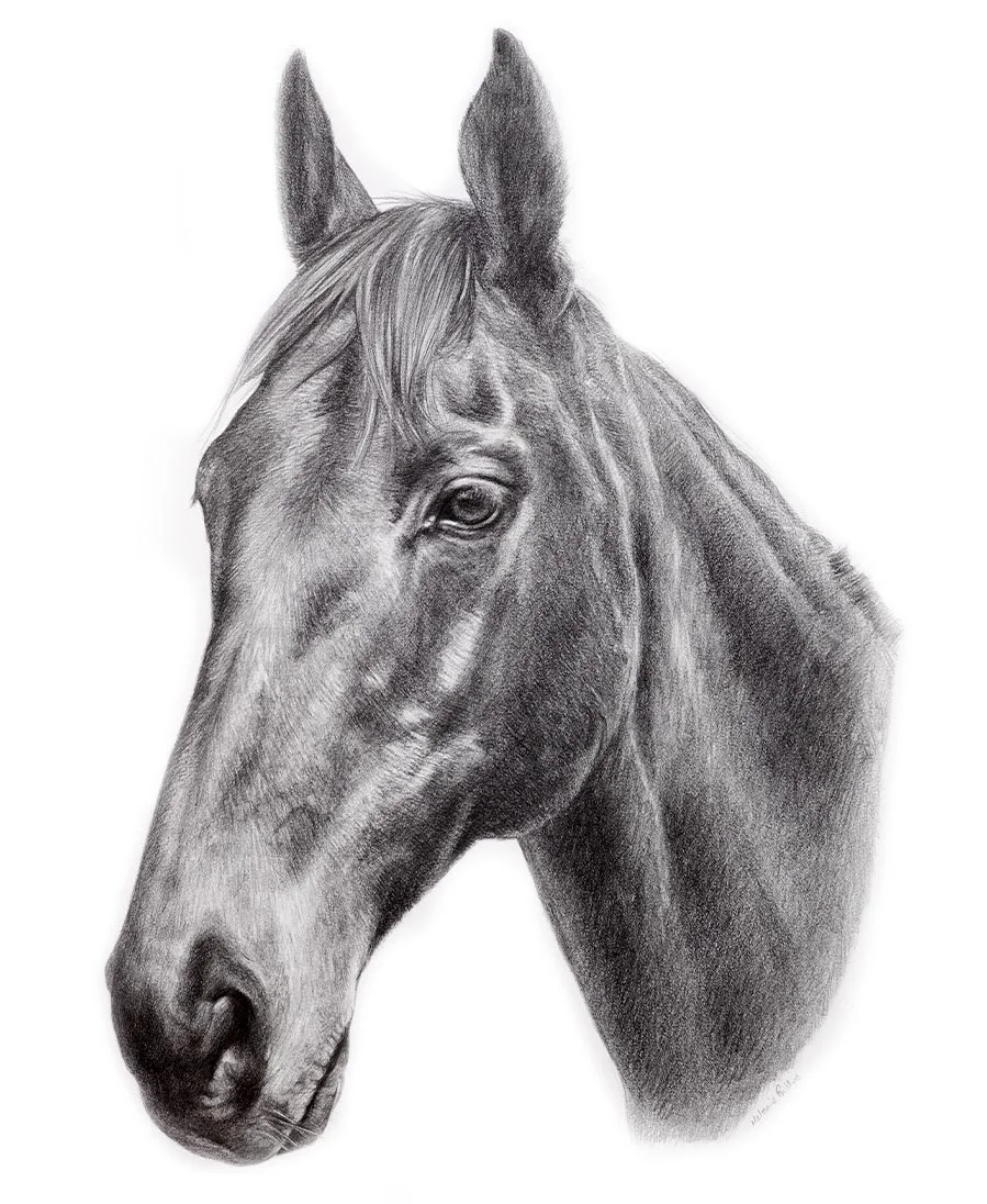 Horse Portrait