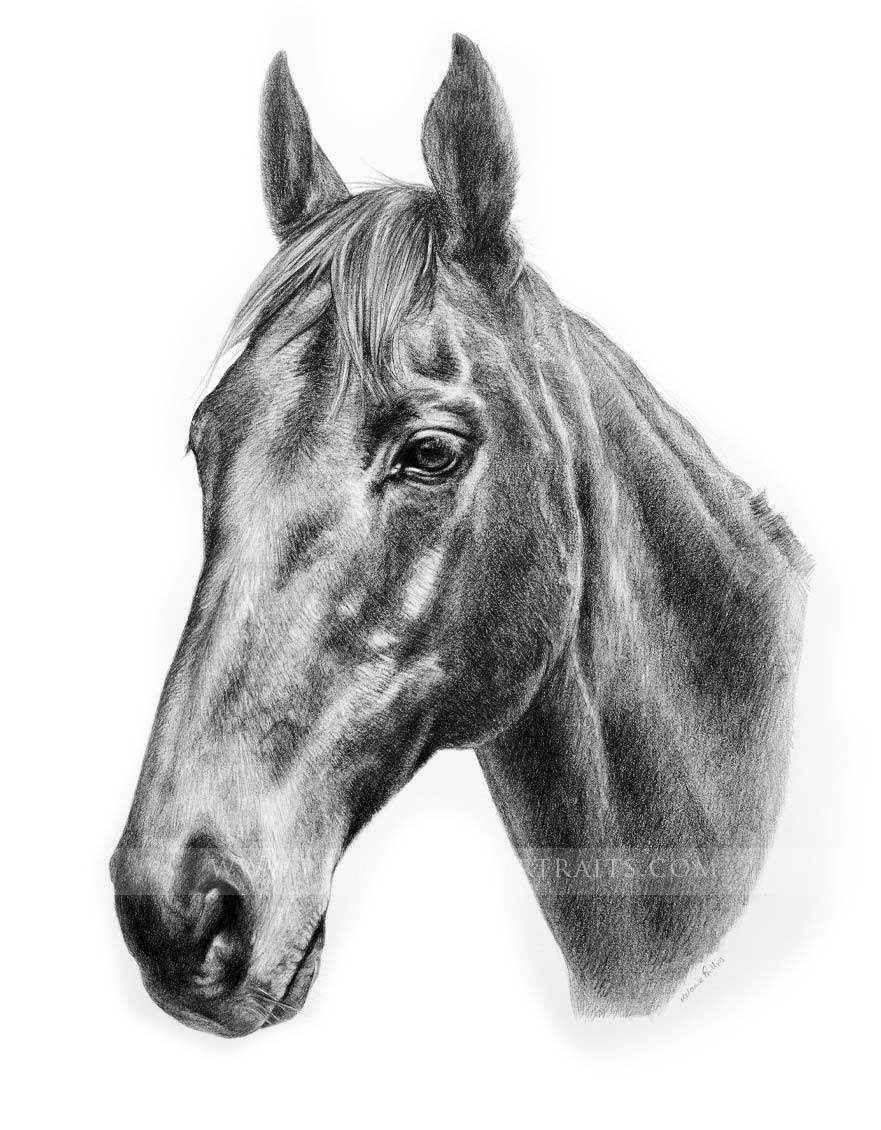 Horse pet portrait