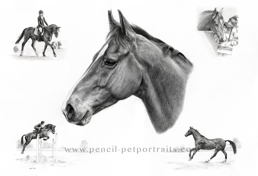 horse pet portraits montage