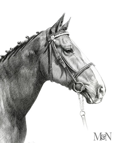 horse portraits in pencil