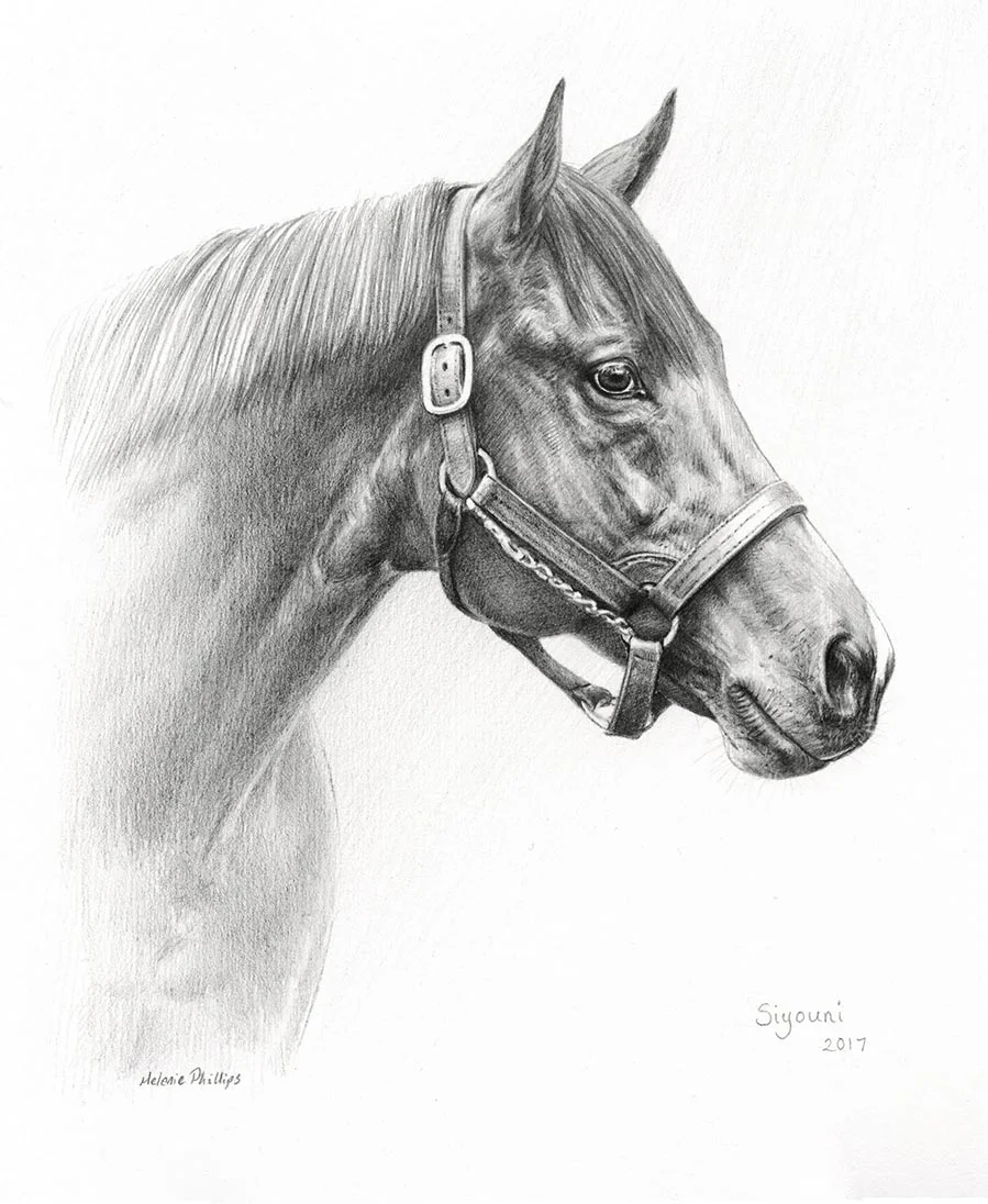 Horse Pet Portraits