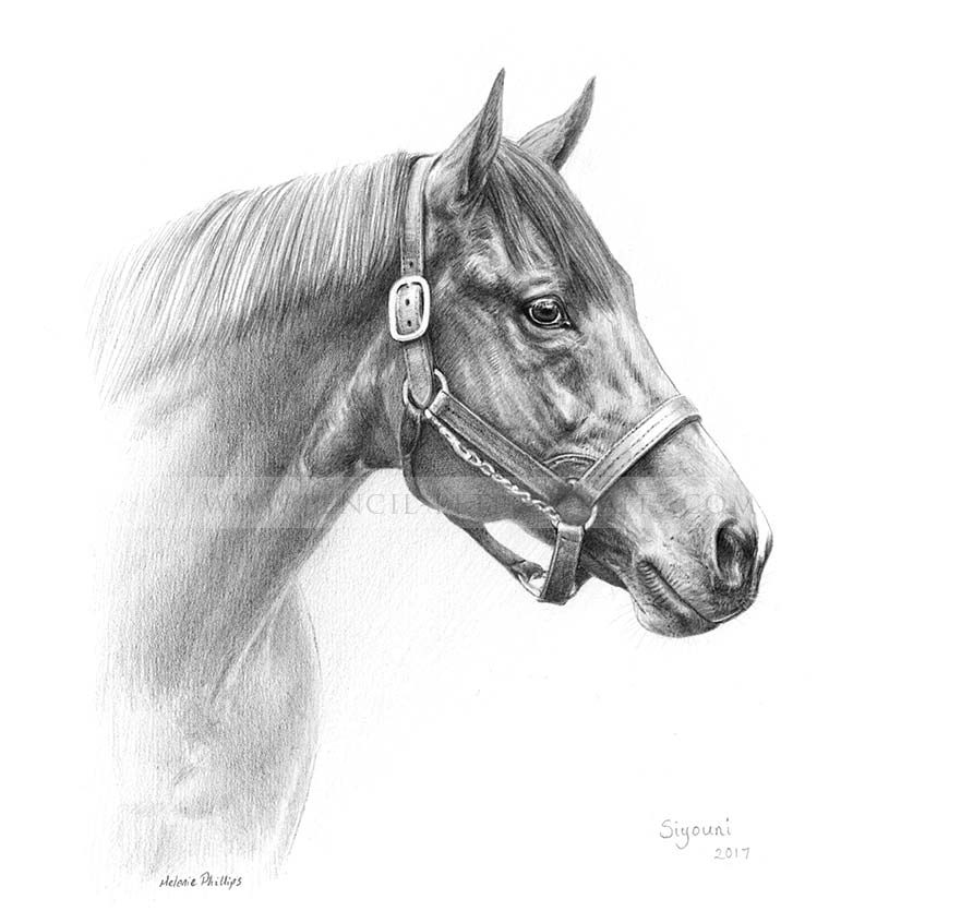 Horse Pencil Pet Portraits