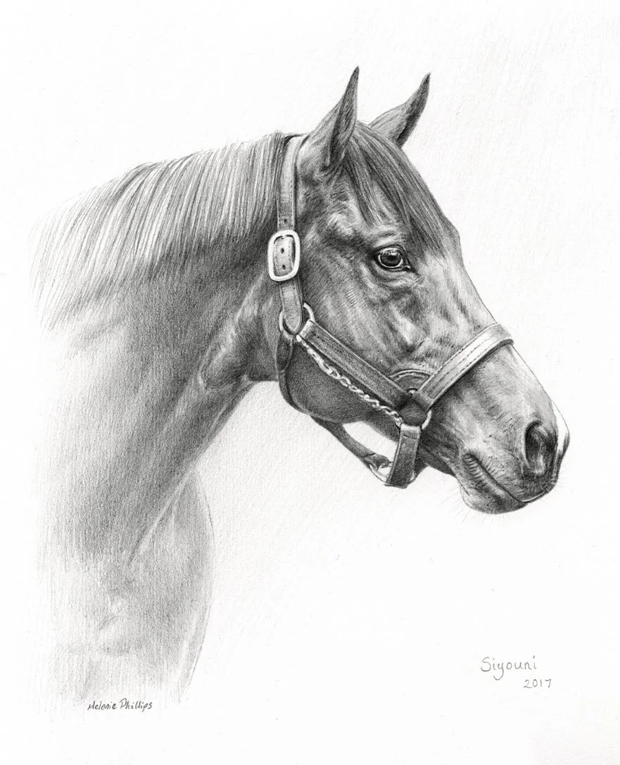 Horse Portrait Reference Photo