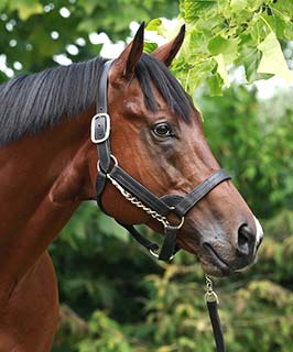 Horse Portrait Reference Photo