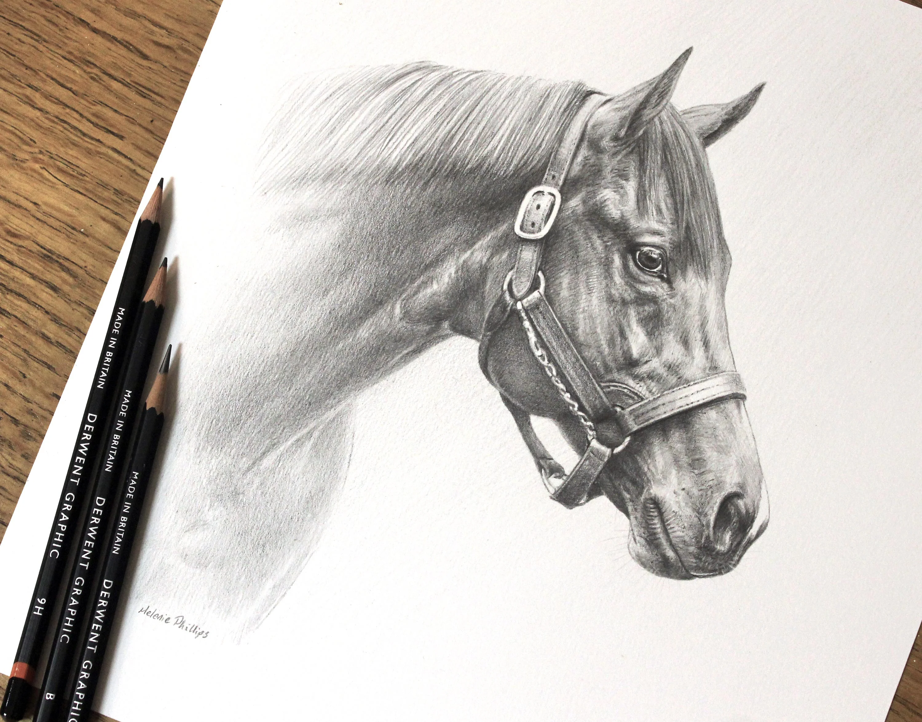 Horse pet portrait in pencil Aga Khan