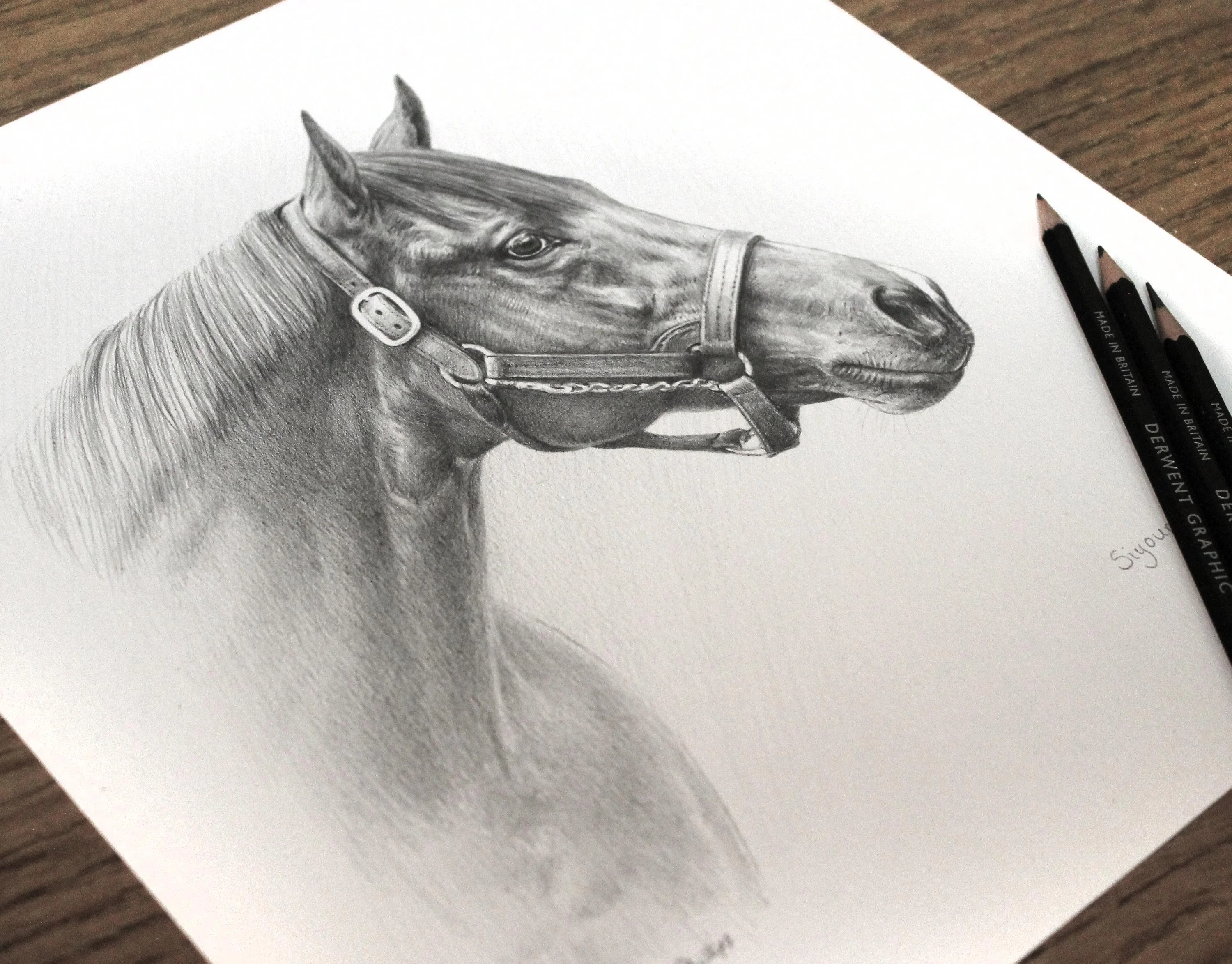 Horse pet portrait in pencil Aga Khan