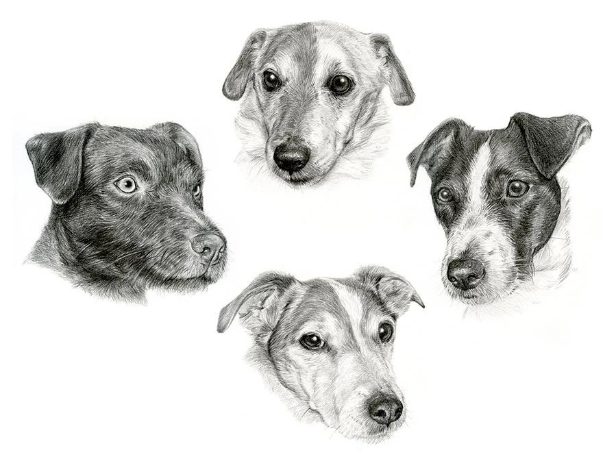 Jack Russell Pencil Portraits