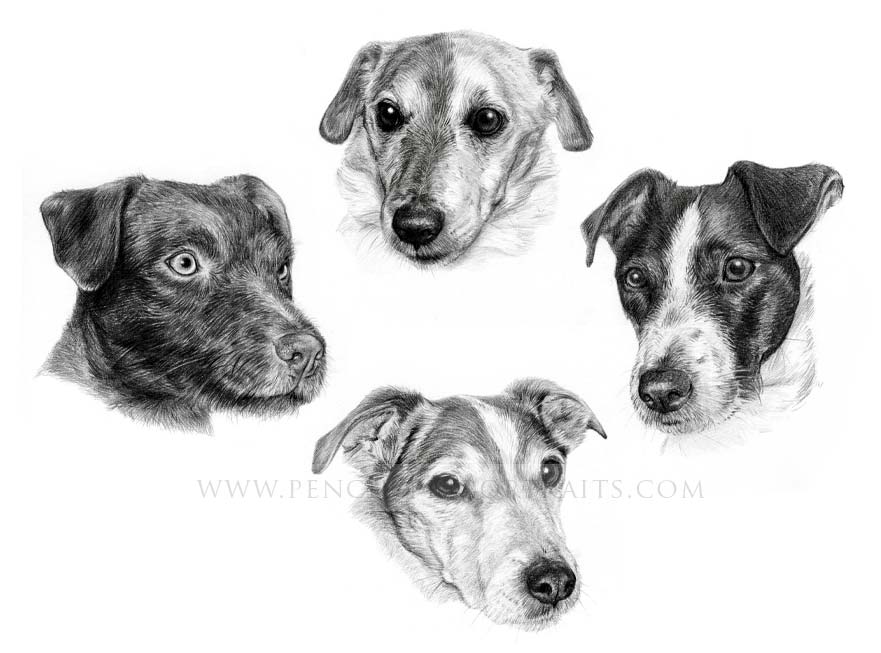 Jack Russell Pet Portraits