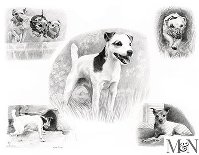 montage Jack Russell pet portraits