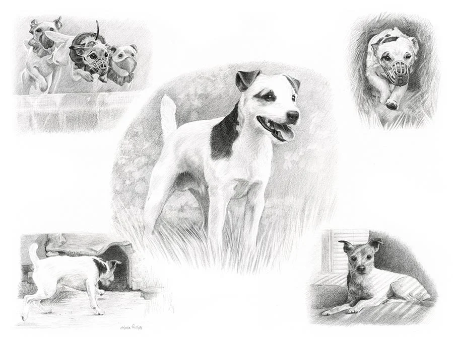Montage Jack Russell Pet Portraits