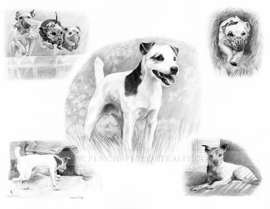 Jack Russell Pet Portraits
