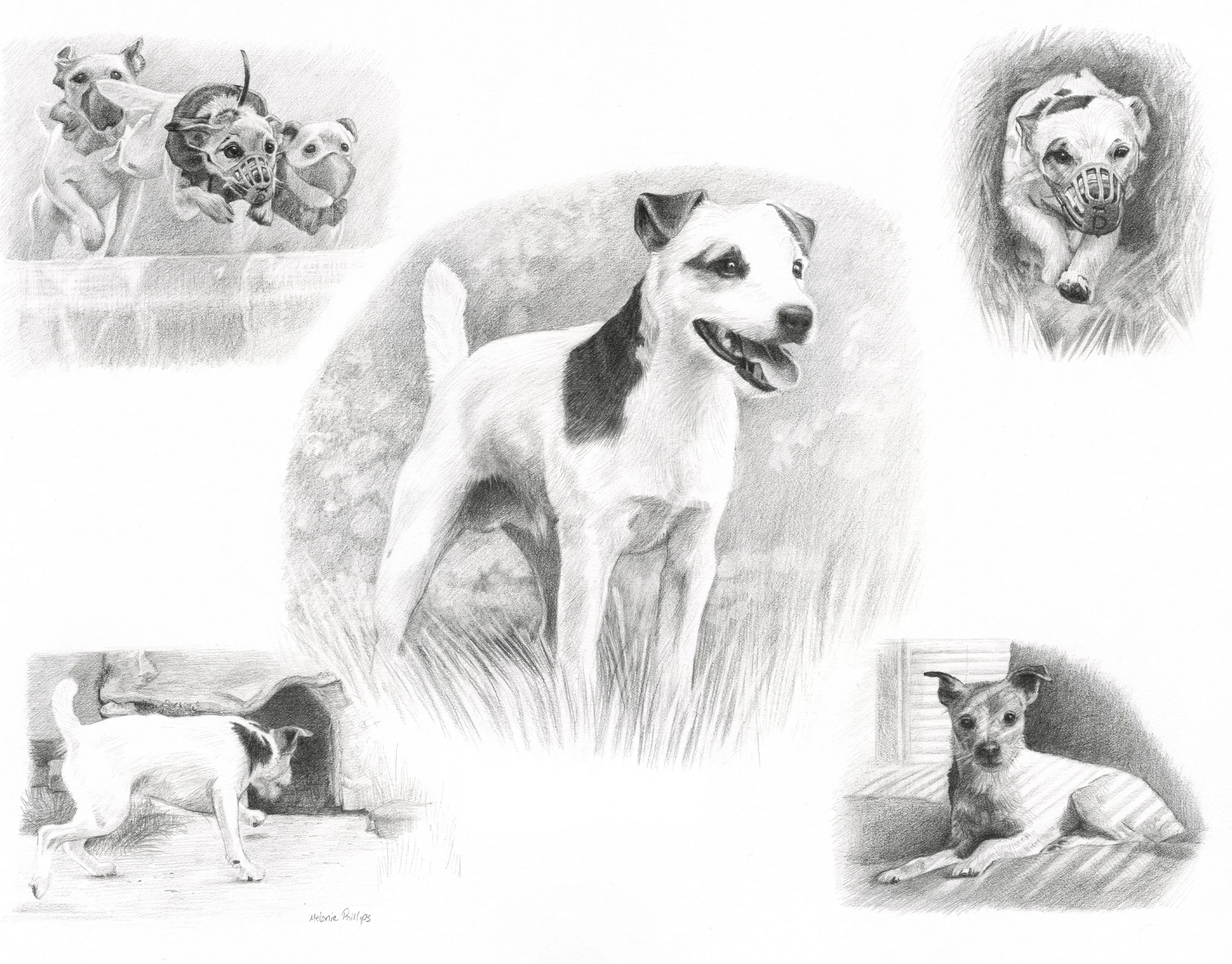 Jack Russell Pet Portraits Reference Photo