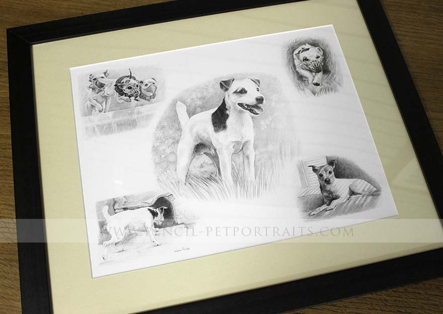 Jack Russell Pencil Portraits 
