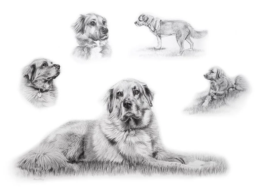 Labrador Pencil Portrait