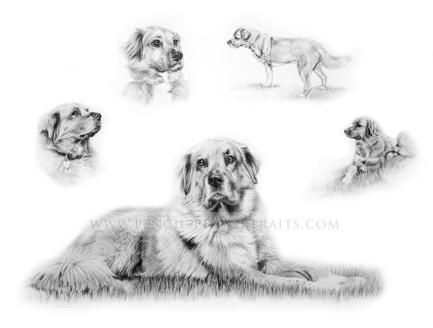 Labrador Pencil Portrait
