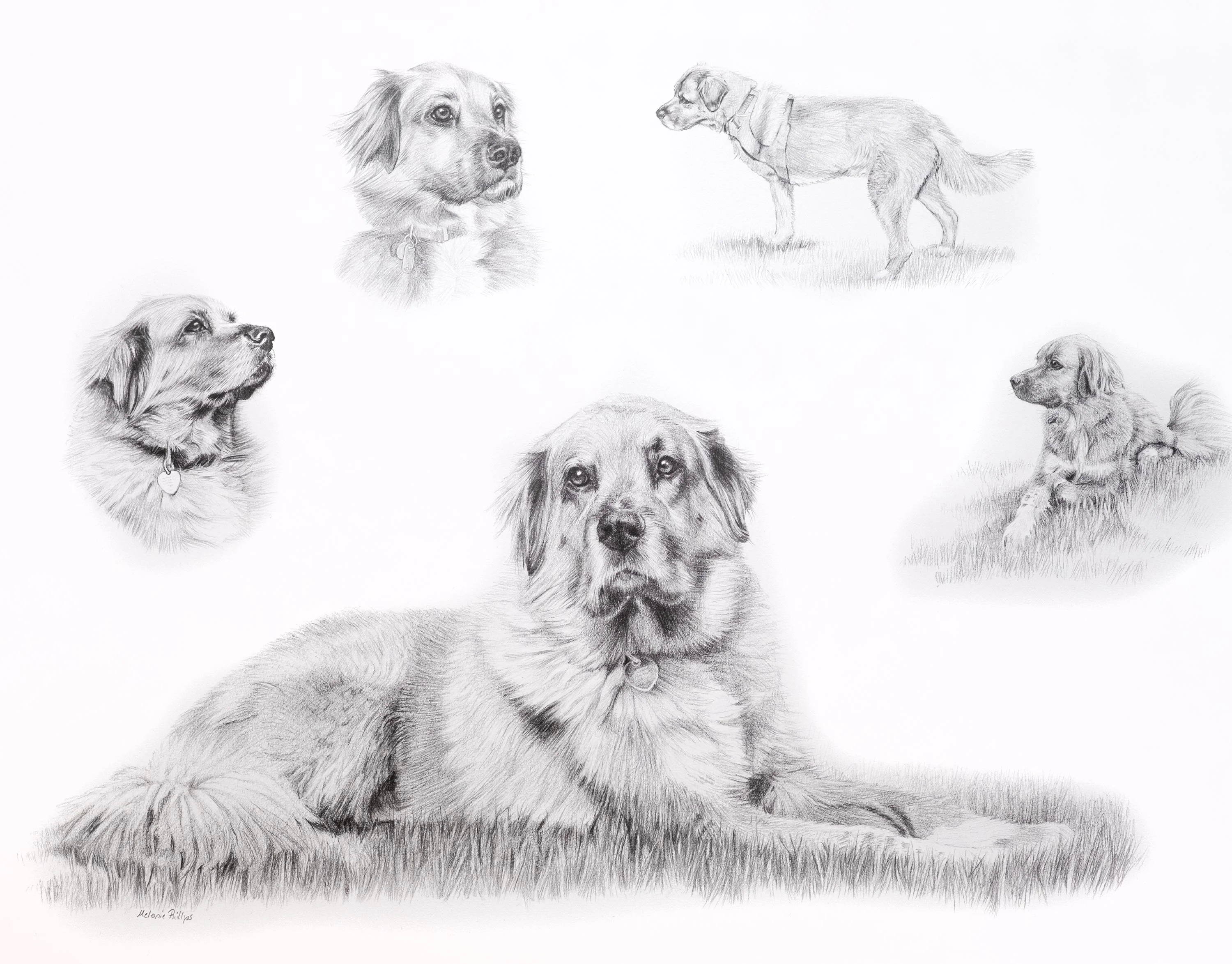 Pencil Portraits Reference Photos