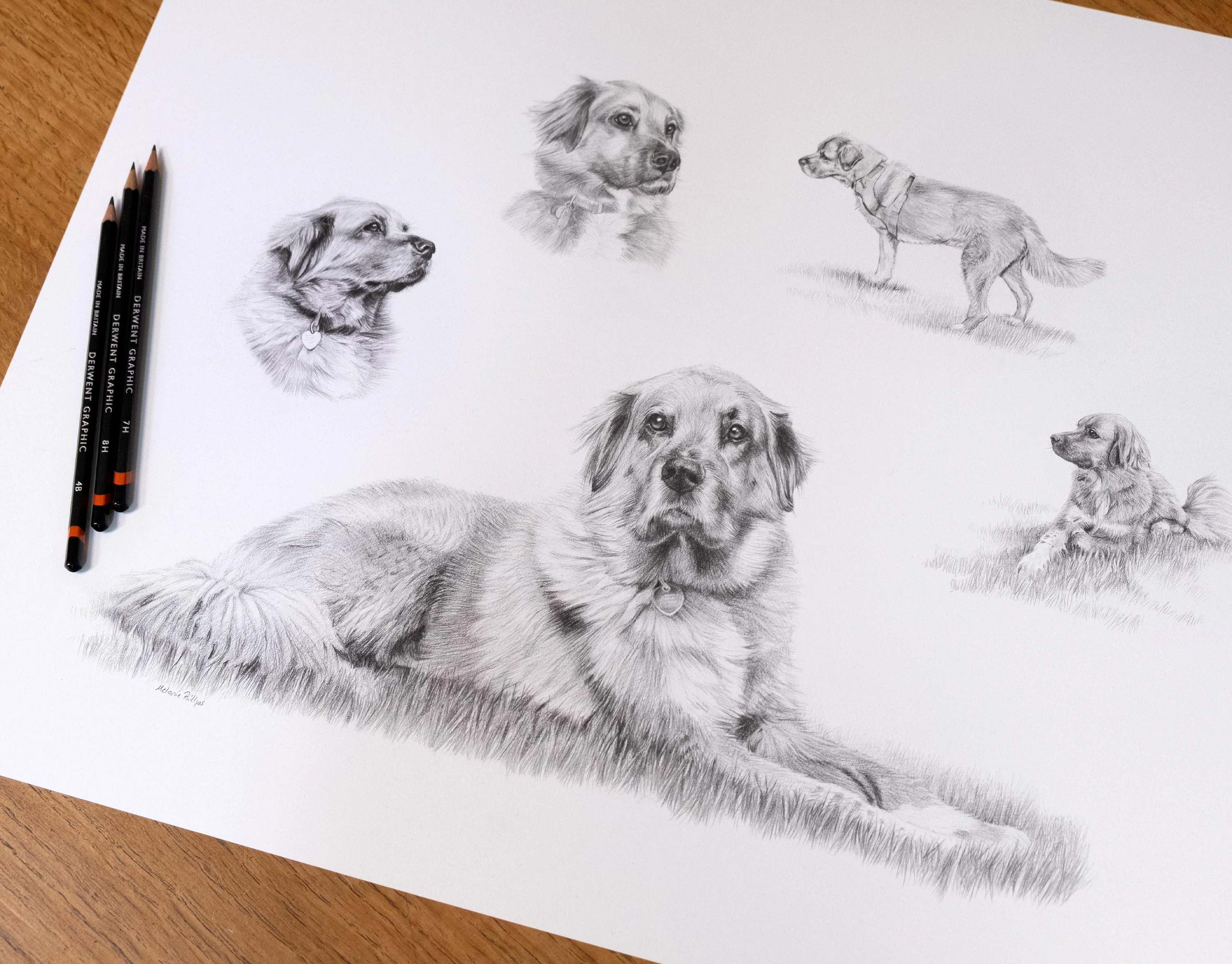 Pencil Pet Portrait