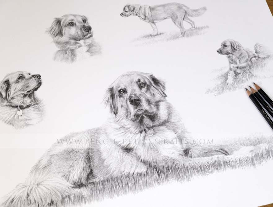Pencil Pet Portrait