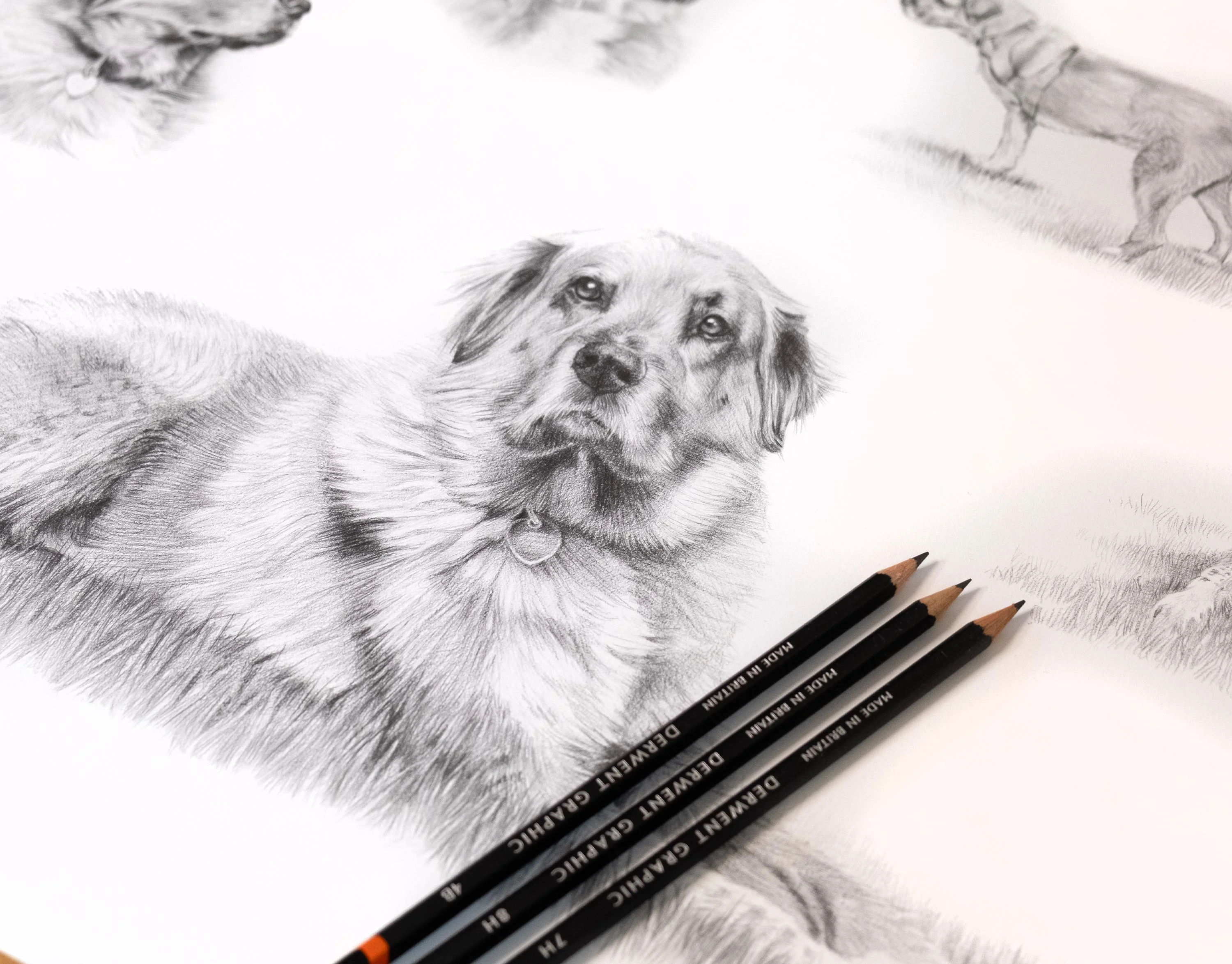 Pencil Pet Portrait